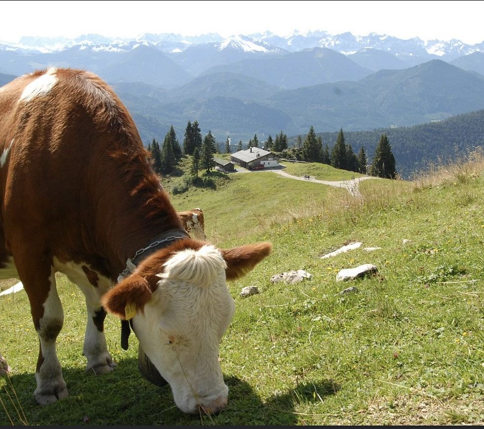 Tölzer Hütte Sommer